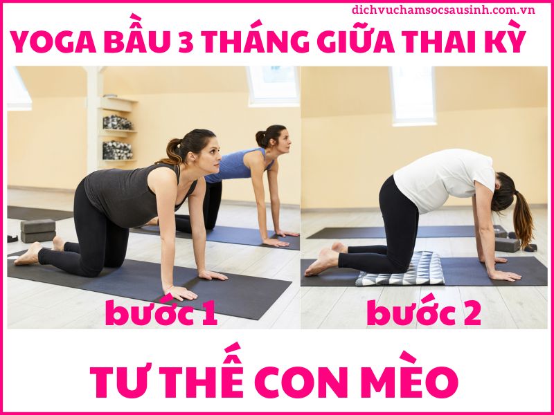 Tư thế con mèo